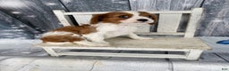 Cavalier King Charles Spaniel dogs for sale: Slash - Ad 3