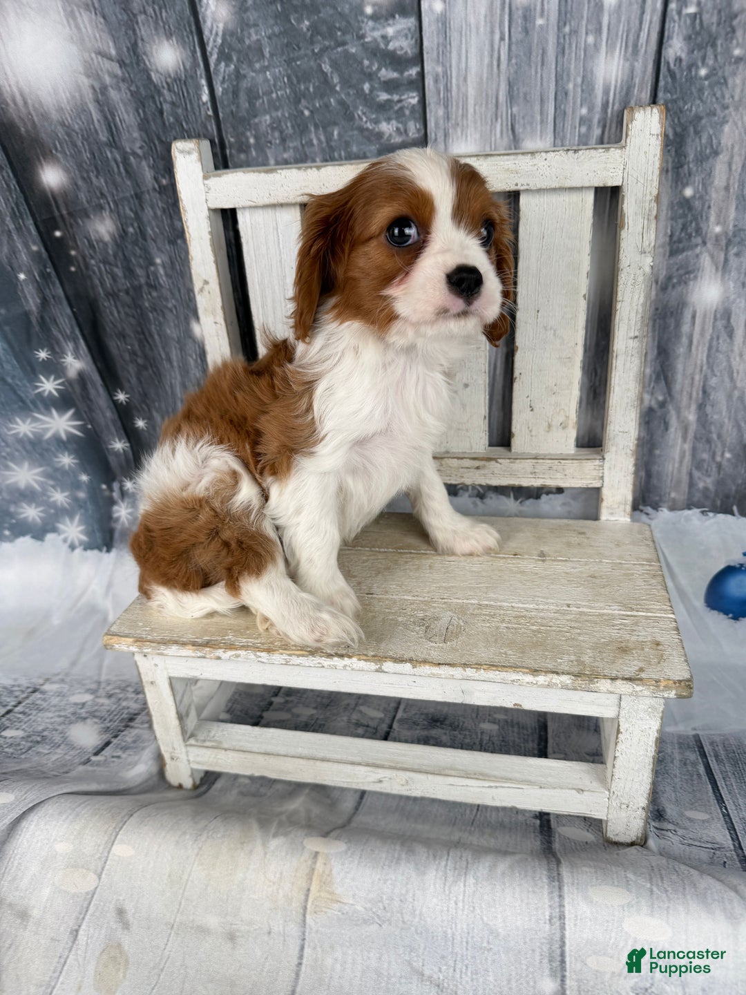 Cavalier King Charles Spaniel dogs for sale: Slash - Ad 3