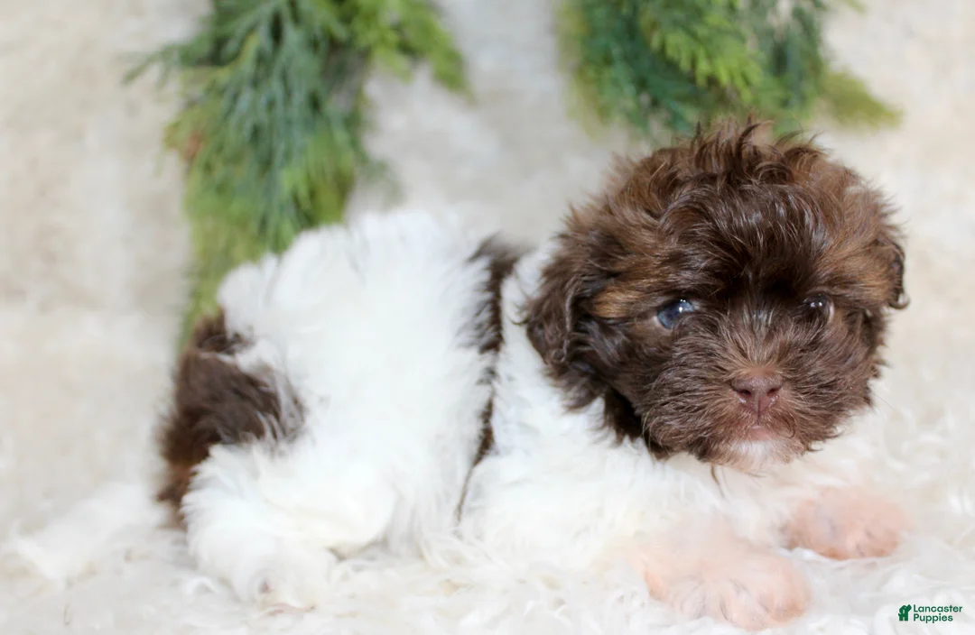 Havapoo dogs for sale: Havapoo Puppy 1 - Ad 1