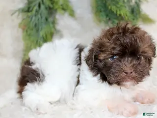 Havapoo dogs Havapoo Puppy 1 - Ad 2