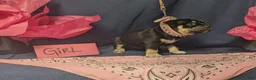 American Bully dogs for sale: American Bully 4 - Ad 3