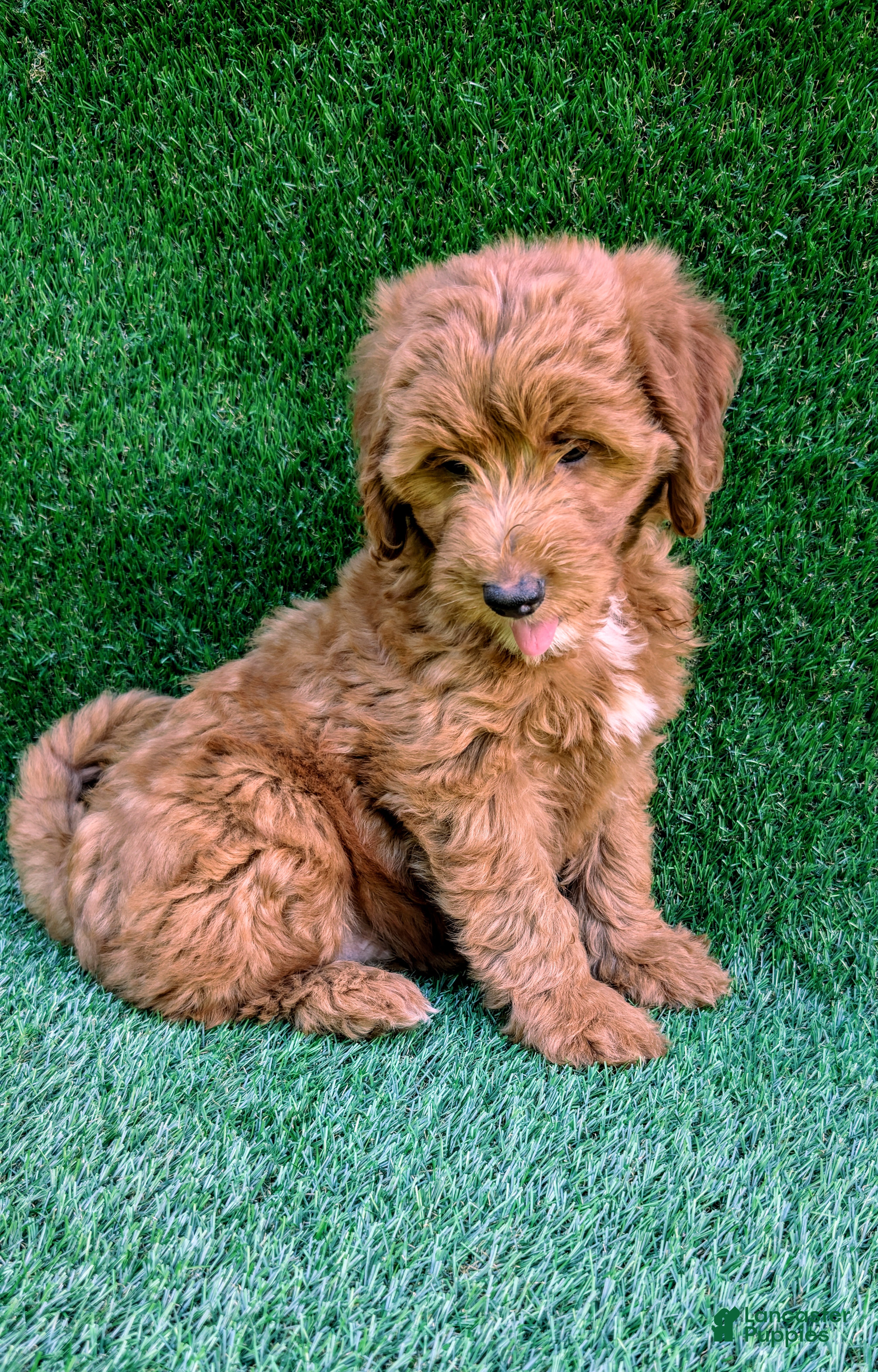 Mini Goldendoodle dogs Toby - Ad 2