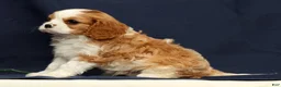 Cavalier King Charles Spaniel dogs for sale: Duke - Ad 6