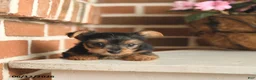 Yorkshire Terrier dogs for sale: Beauty - Ad 5