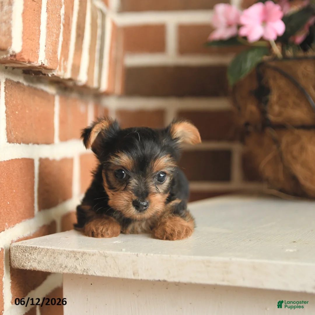 Yorkshire Terrier dogs for sale: Beauty - Ad 5