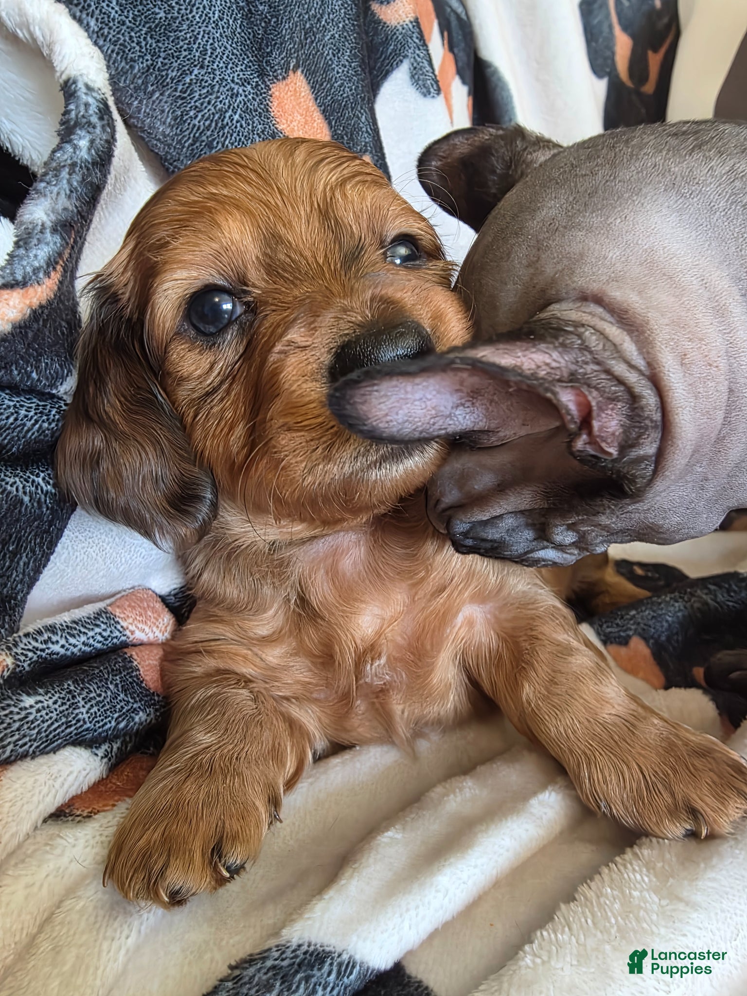 Miniature Dachshund dogs for sale: Lady  - Ad 5