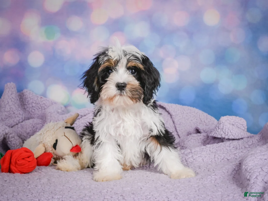 Cavapoo dogs for sale: Duke - Ad 2