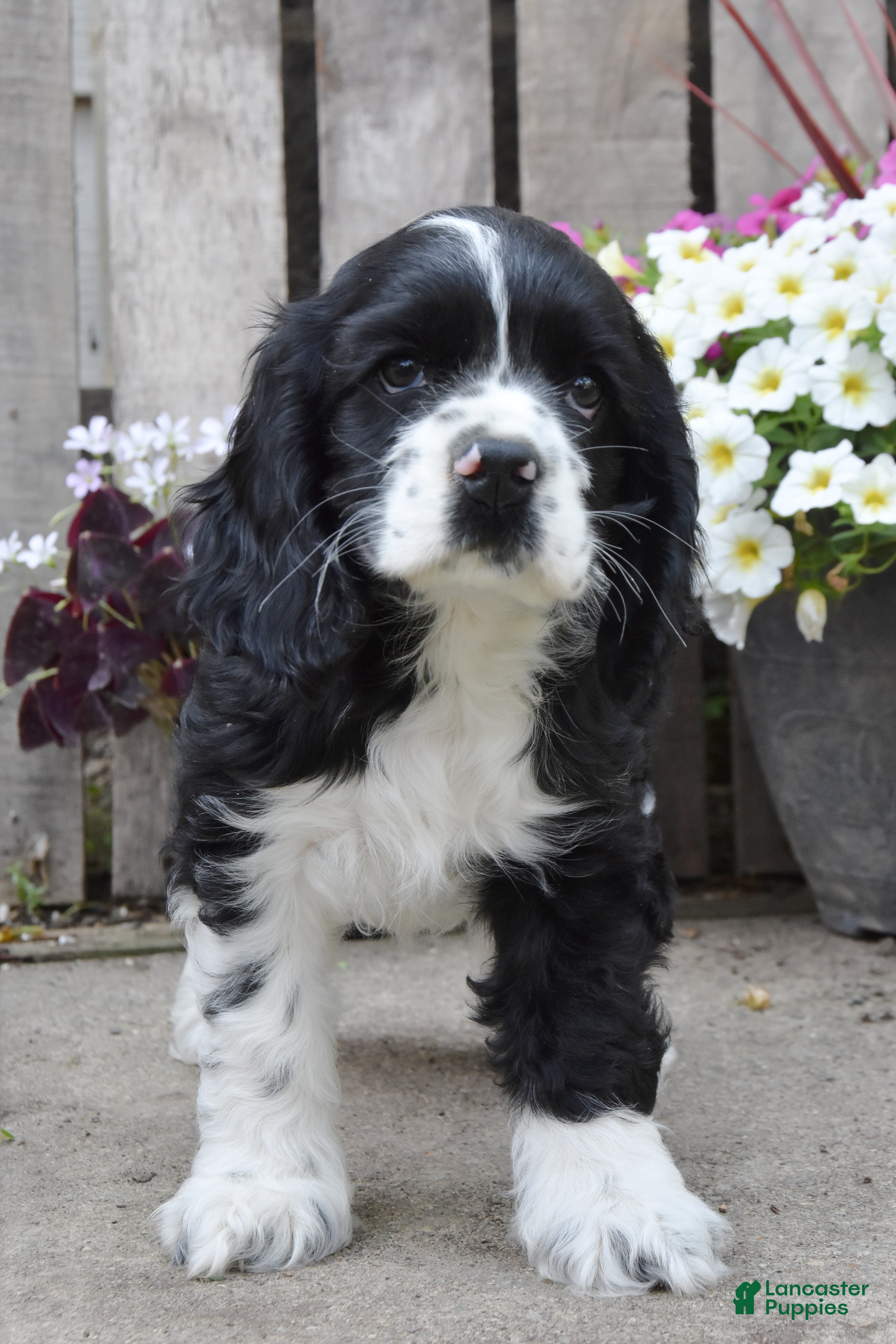 Cocker Spaniel dogs Dustin - Ad 2