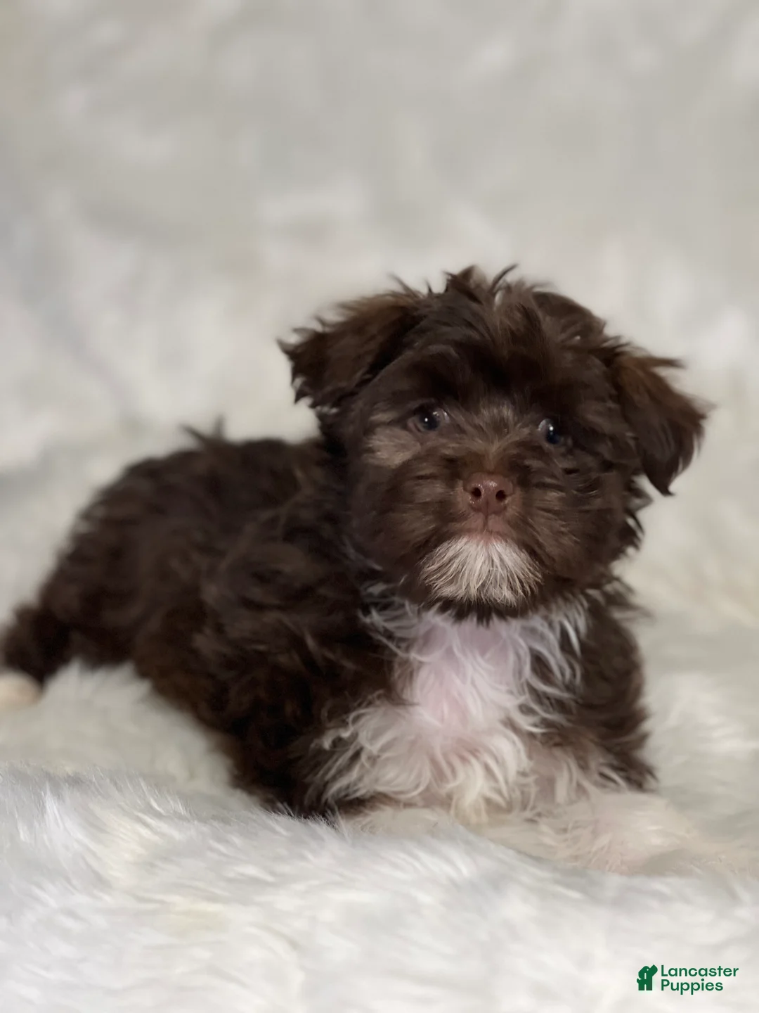Havanese dogs for sale: Chewy - Ad 2