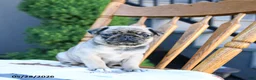 Pug dogs for sale: Linda - Ad 5