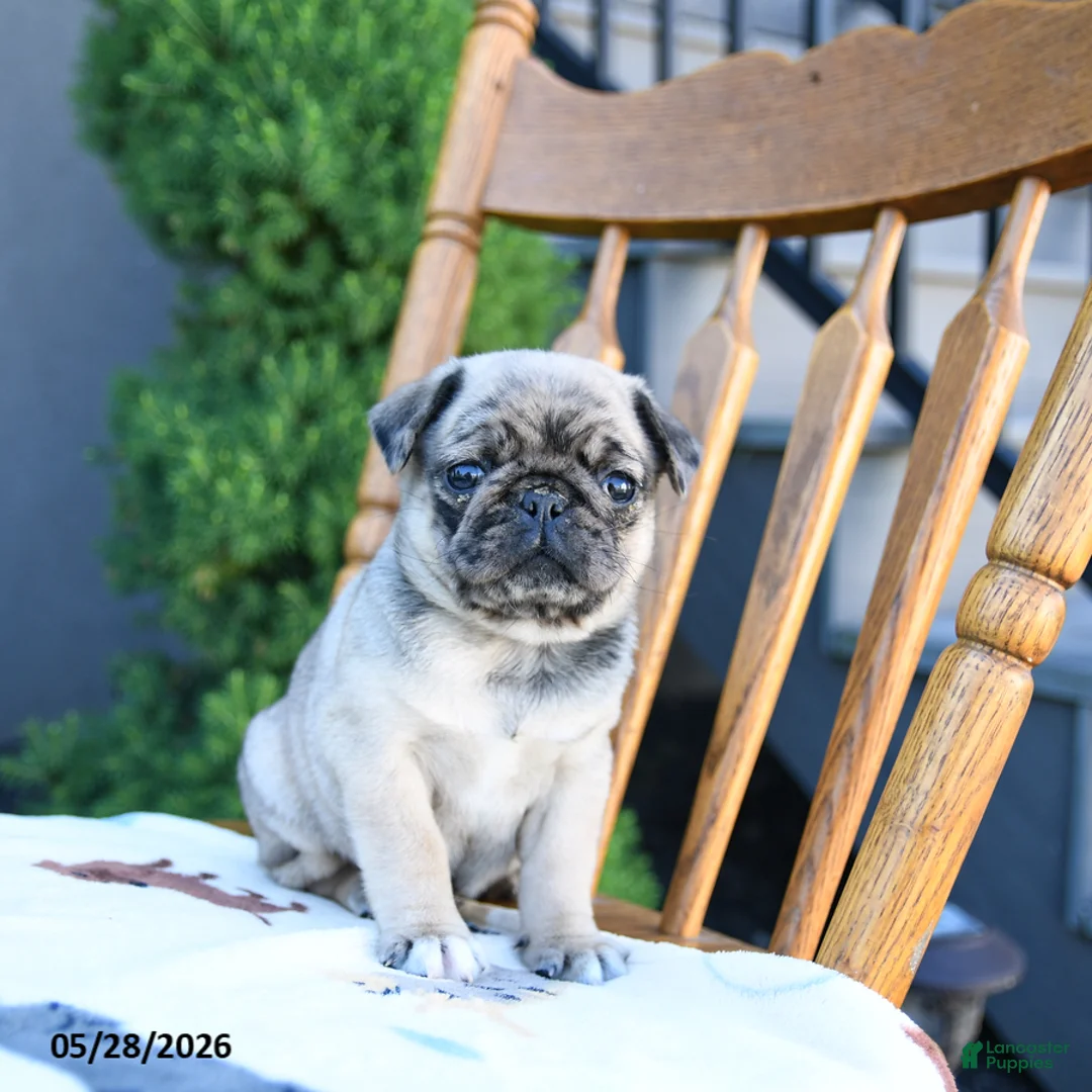 Pug dogs for sale: Linda - Ad 5