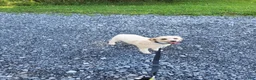 Miniature Poodle dogs for sale: Lexie - Ad 3
