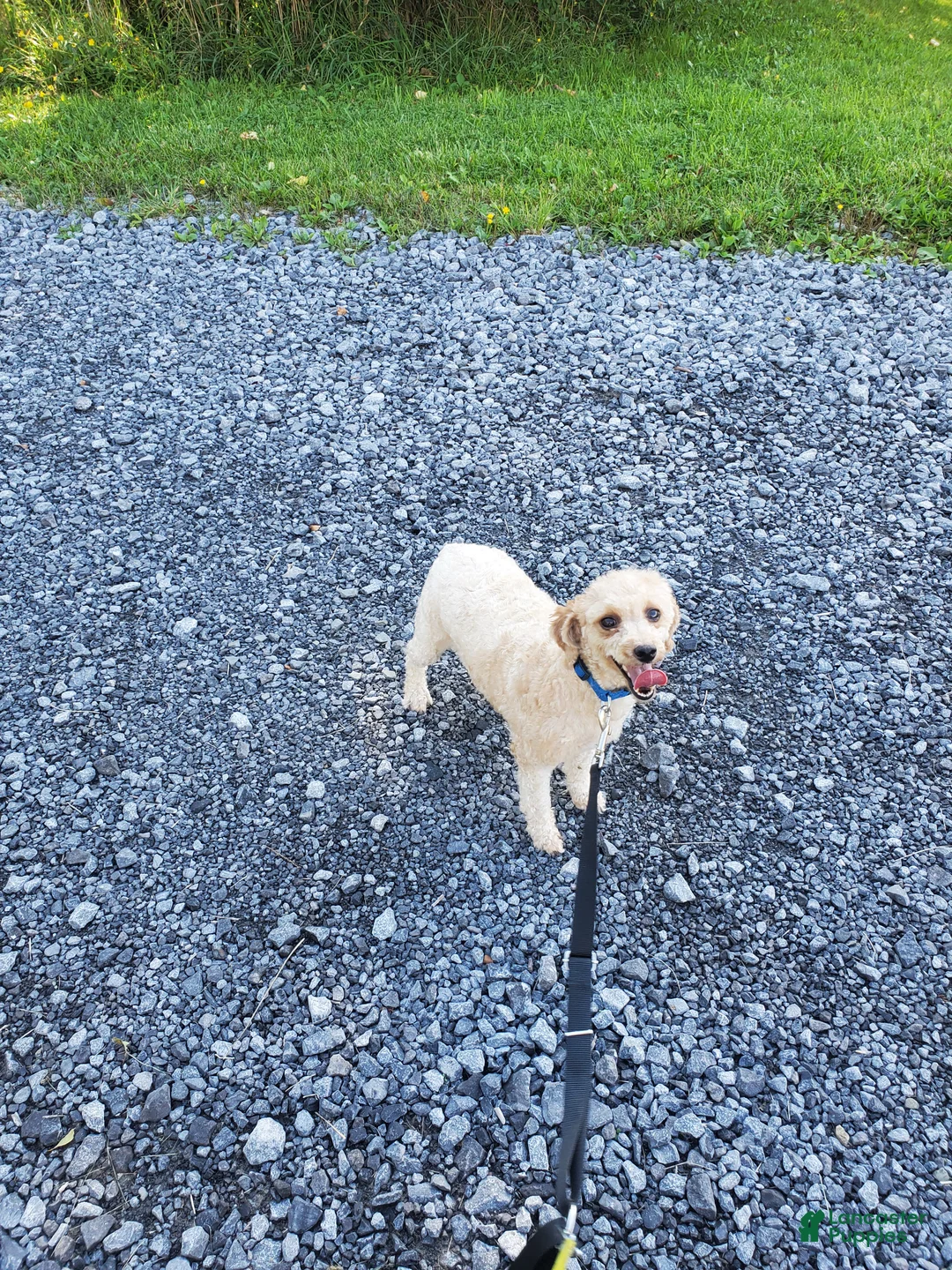 Miniature Poodle dogs for sale: Lexie - Ad 3