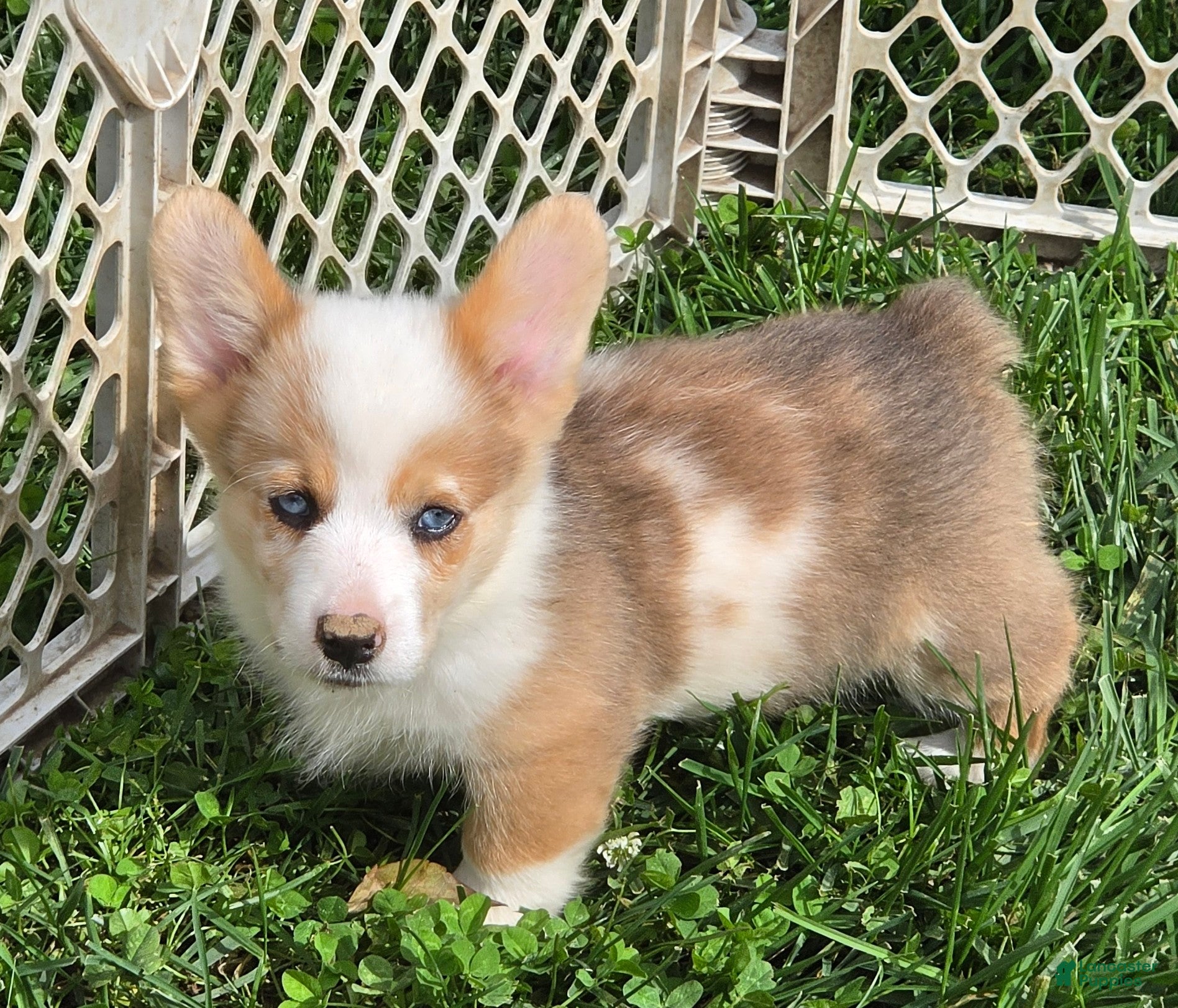Welsh Corgi Pembroke dogs Beautiful Bentley  - Ad 1