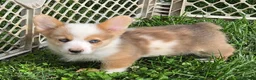 Welsh Corgi Pembroke dogs for sale: Beautiful Bentley  - Ad 1