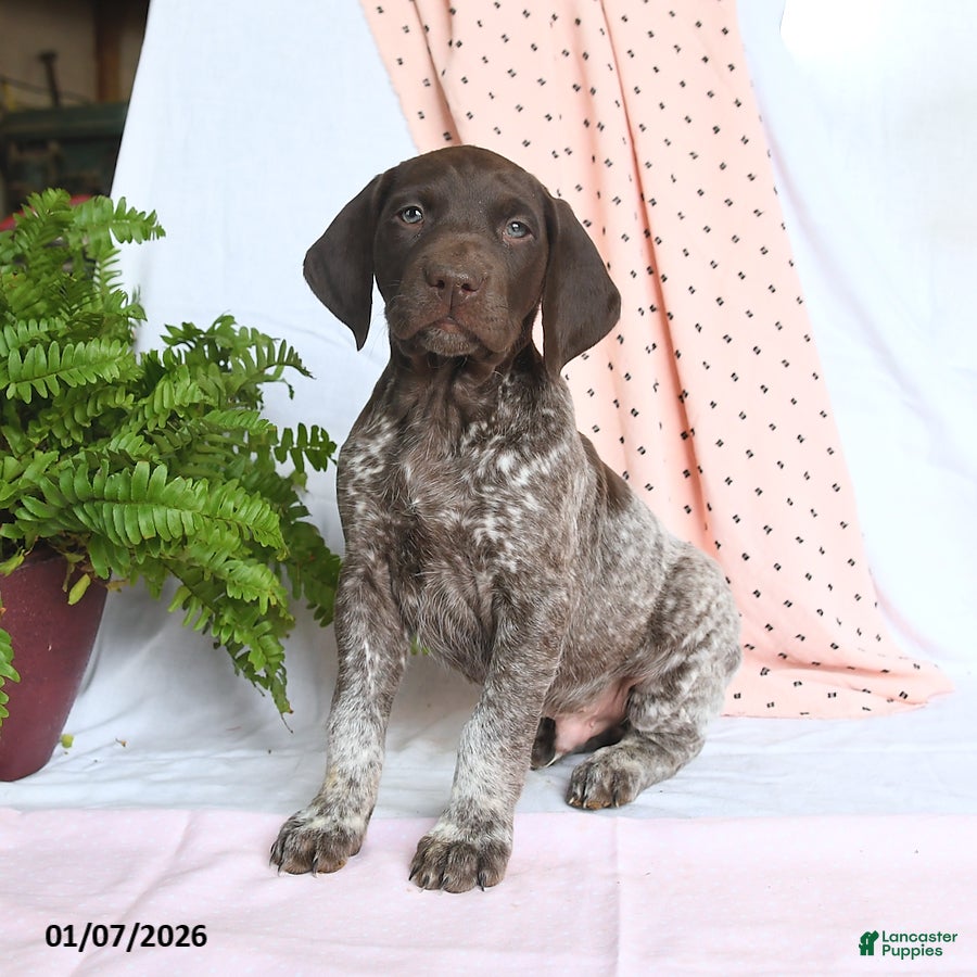 German Shorthaired Pointer dogs Ace - Ad 25