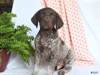 German Shorthaired Pointer dogs Ace - Ad 17