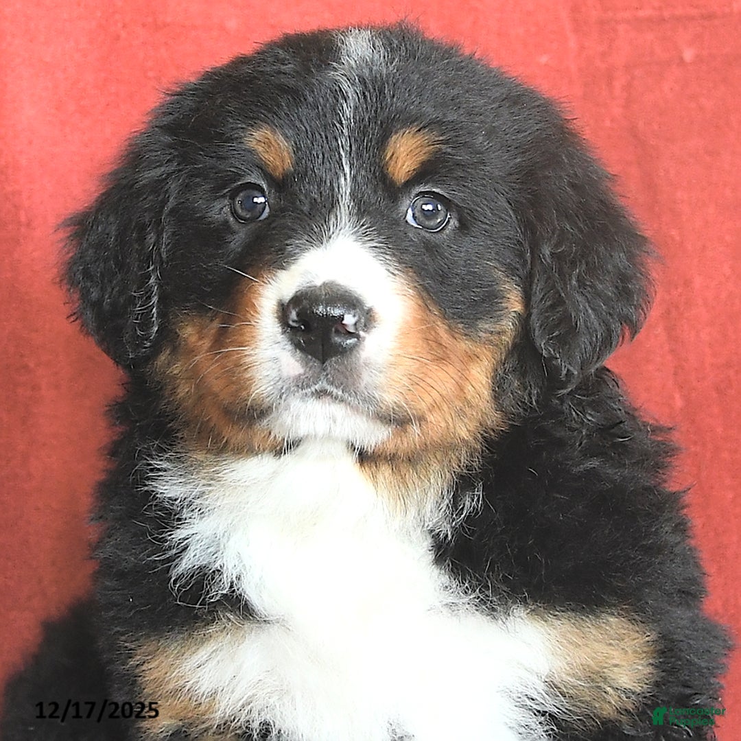 Bernese Mountain Dog dogs for sale: Betsy - Ad 5