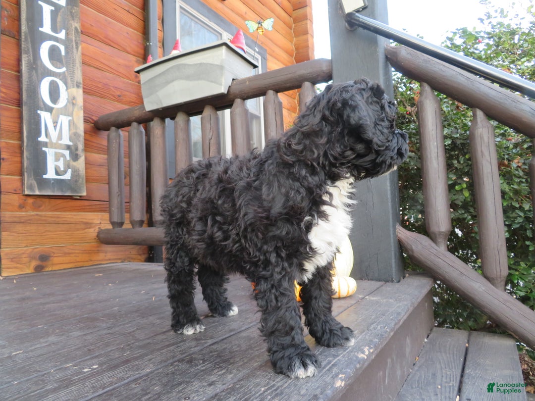 Portuguese Water Dog dogs for sale: Cody - Ad 18