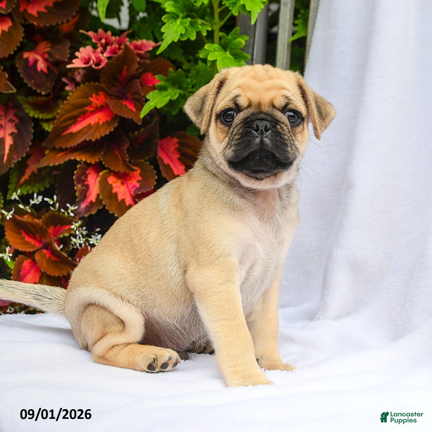 Pug dogs Roman - Ad 2