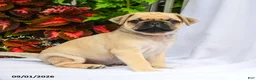 Pug dogs for sale: Roman - Ad 2