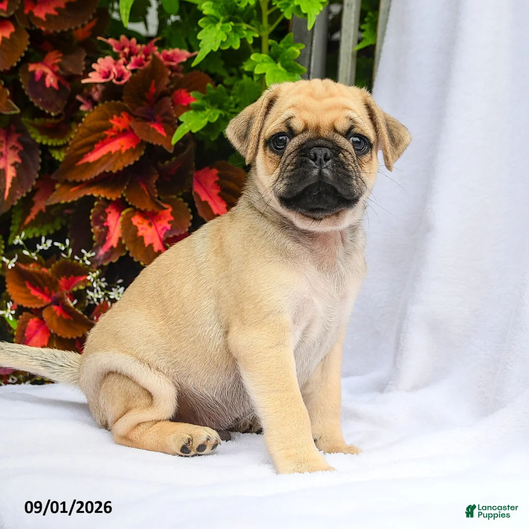 Pug dogs for sale: Roman - Ad 2
