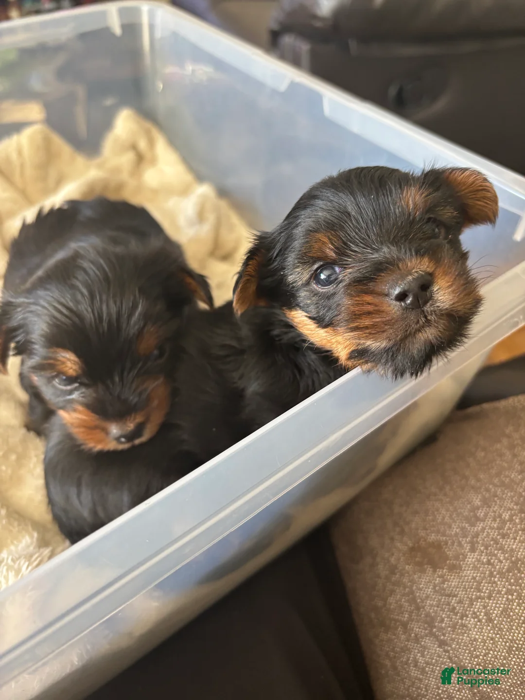 Yorkshire Terrier dogs for sale: Yorkshire Terrier Puppy 1 - Ad 2