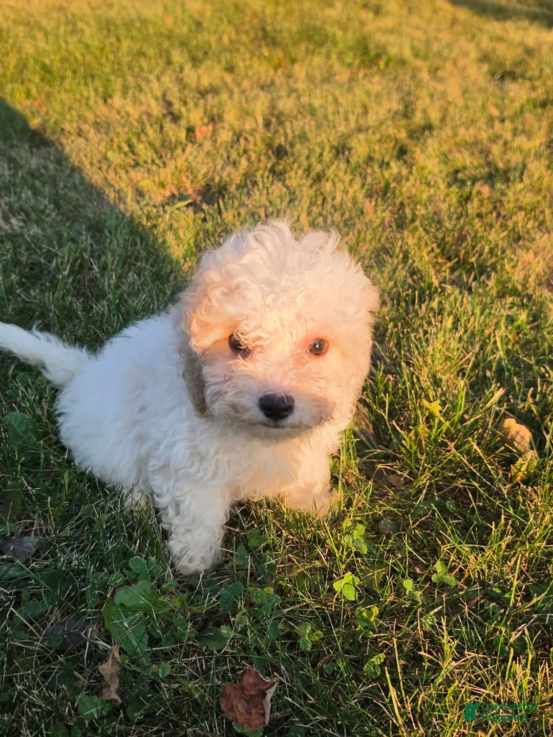 Cavapoo dogs for sale: Nutmeg - Ad 2