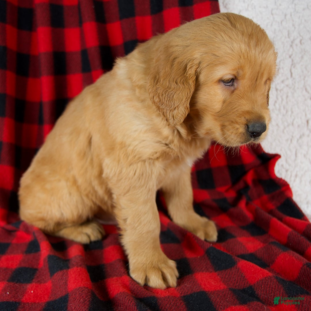 Golden Retriever dogs for sale: Titan - Ad 6