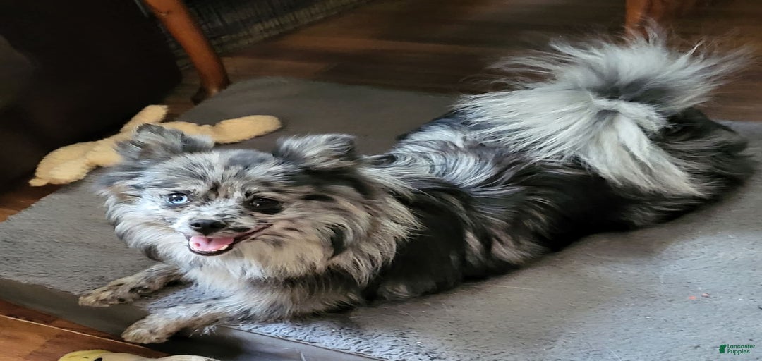 Gallery Image {{count}}