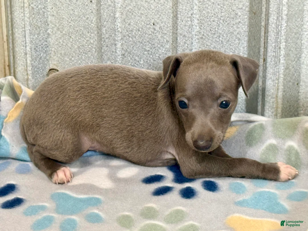 Italian Greyhound dogs for sale: Tigerlily - Ad 2