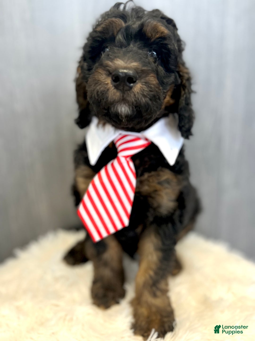 Goldendoodle dogs for sale: Smith - Ad 4