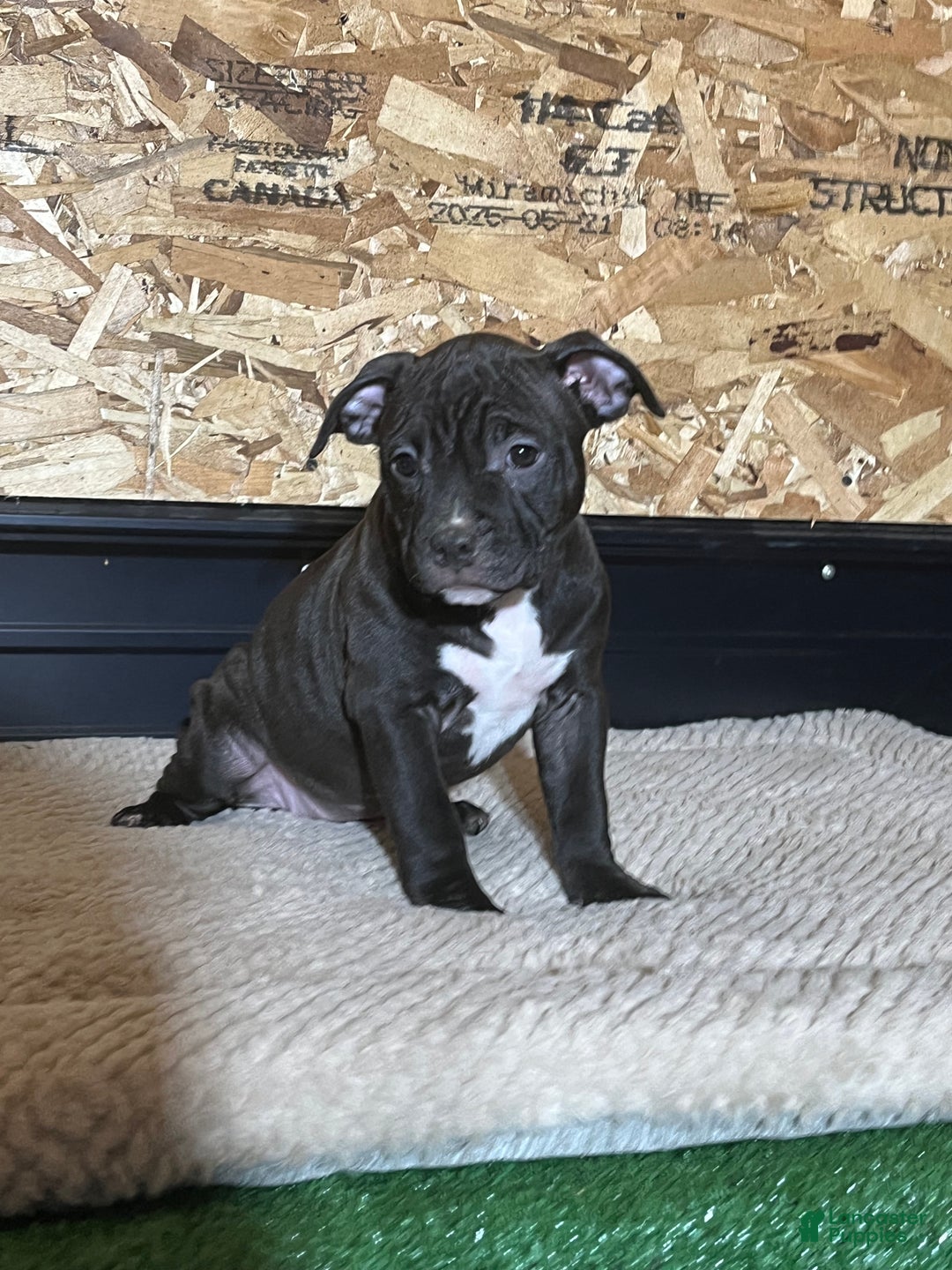 American Bully dogs for sale: Nova - Ad 4