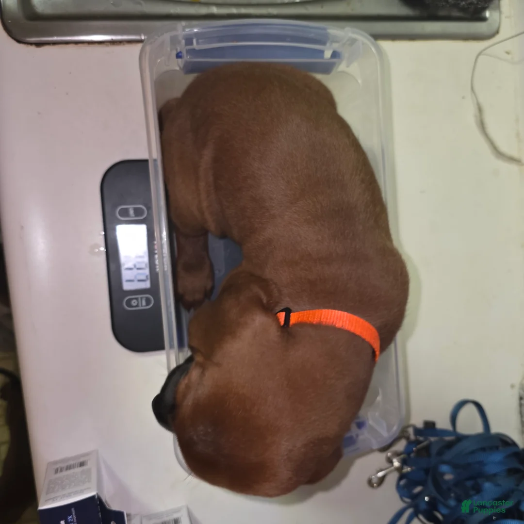Redbone Coonhound dogs for sale: Redbone Coonhound 7(orange) - Ad 2