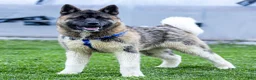 Akita dogs for sale: Pumpkin - Ad 3
