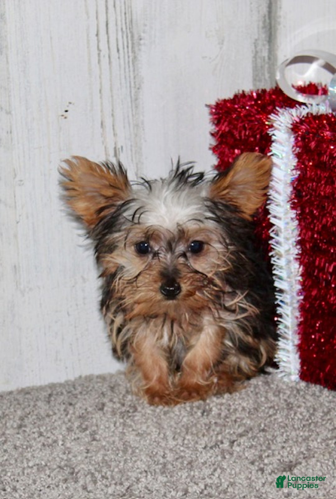 Yorkiepoo dogs for sale: Titan - Ad 4