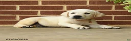 Labrador Retriever dogs for sale: Dustin - Ad 3