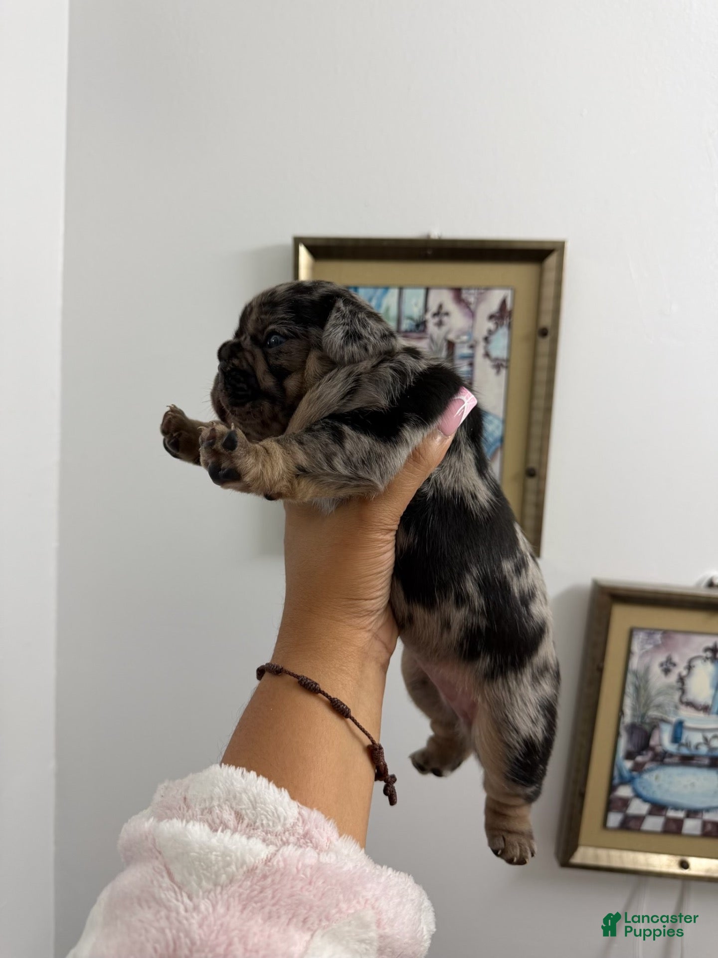 French Bulldog dogs for sale: French Bulldog 1 - Ad 5