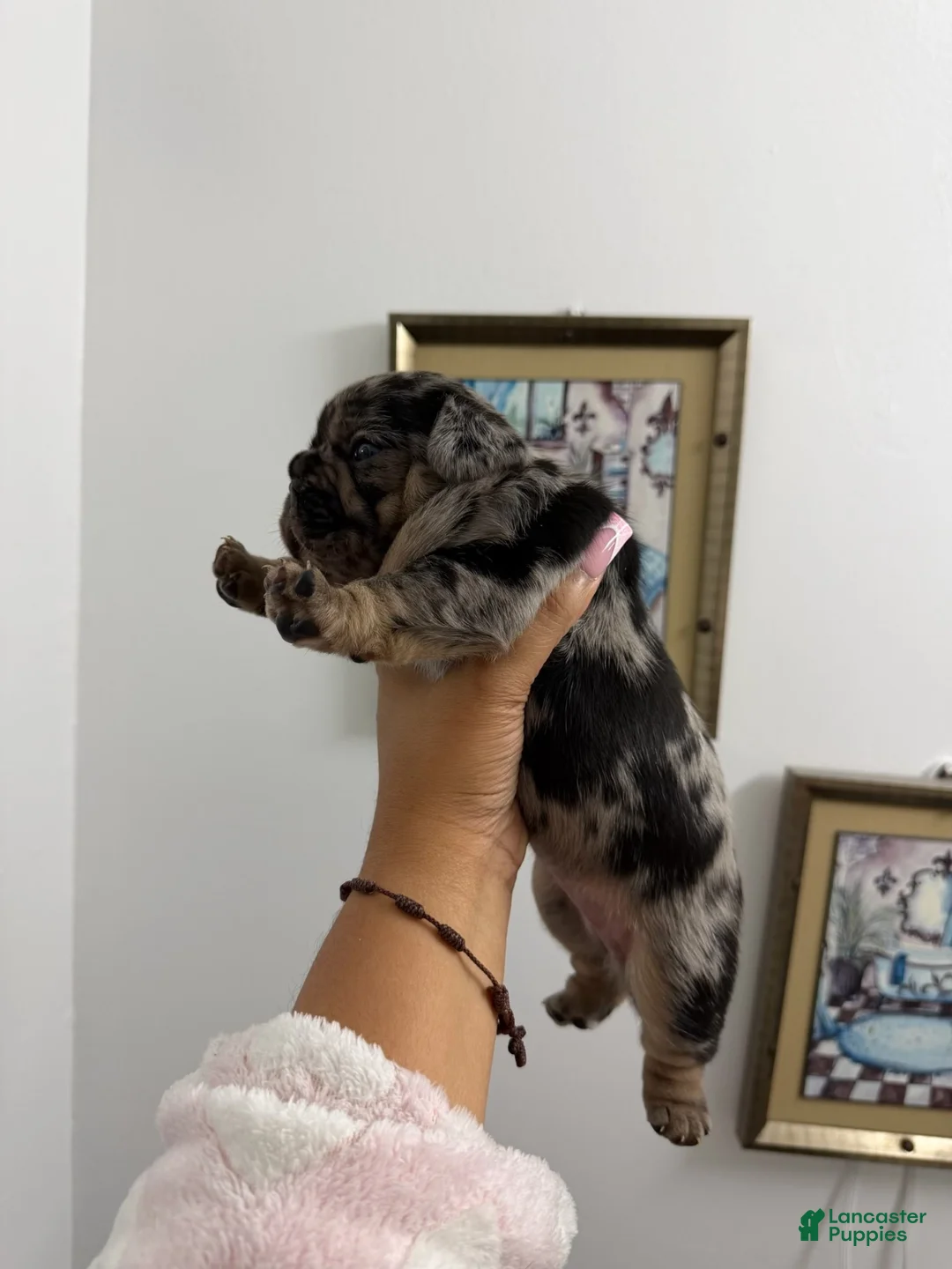 French Bulldog dogs for sale: French Bulldog 1 - Ad 1