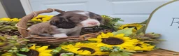Mixed Breed dogs for sale: Posie - Ad 2