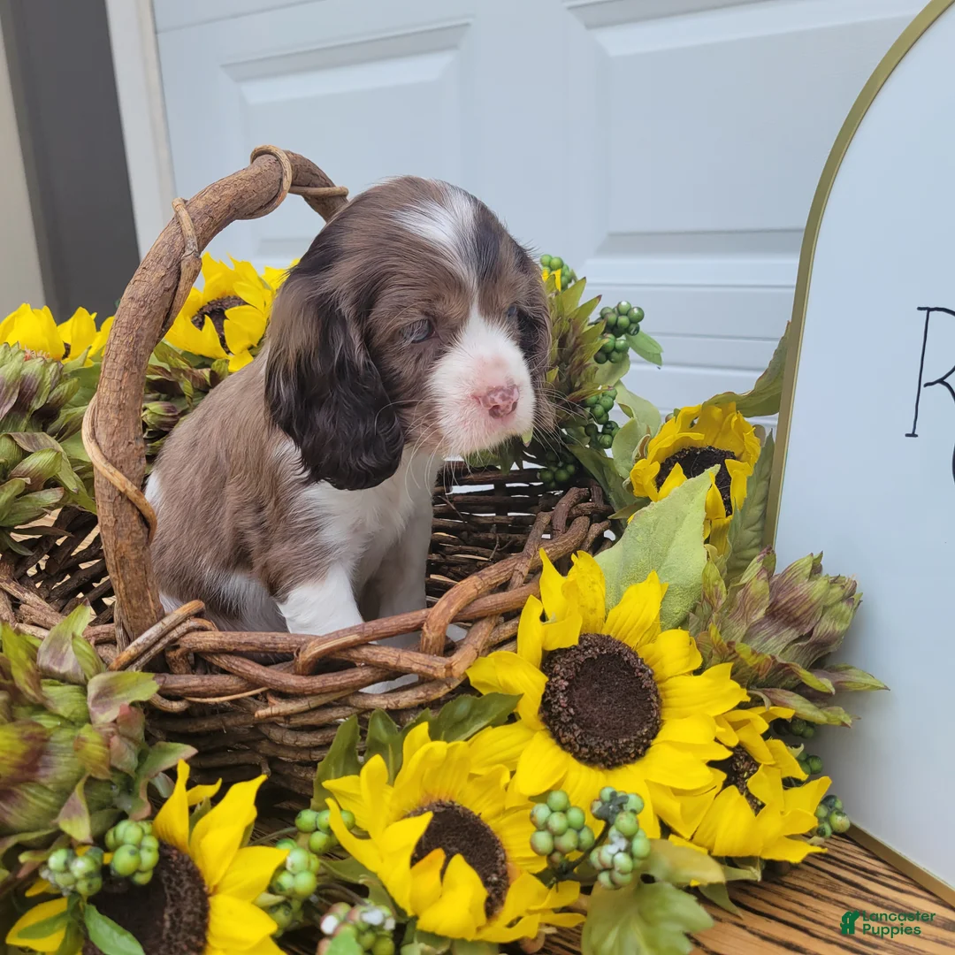 Mixed Breed dogs for sale: Posie - Ad 2