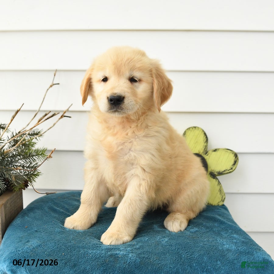 Golden Retriever dogs Millie - Ad 2