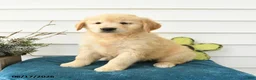 Golden Retriever dogs for sale: Millie - Ad 2