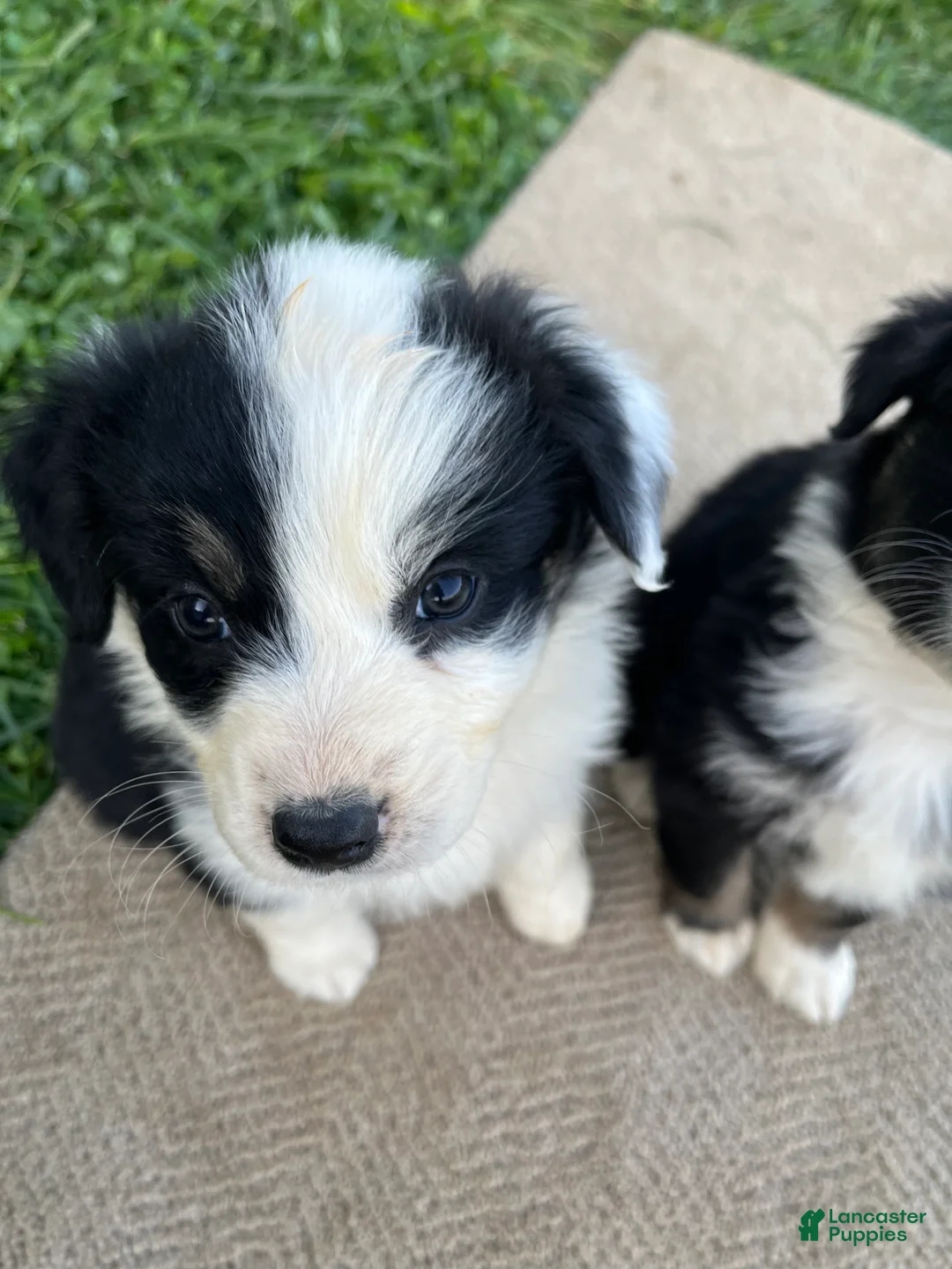 Australian Shepherd dogs for sale: Australian Shepherd Puppy 2 - Ad 1