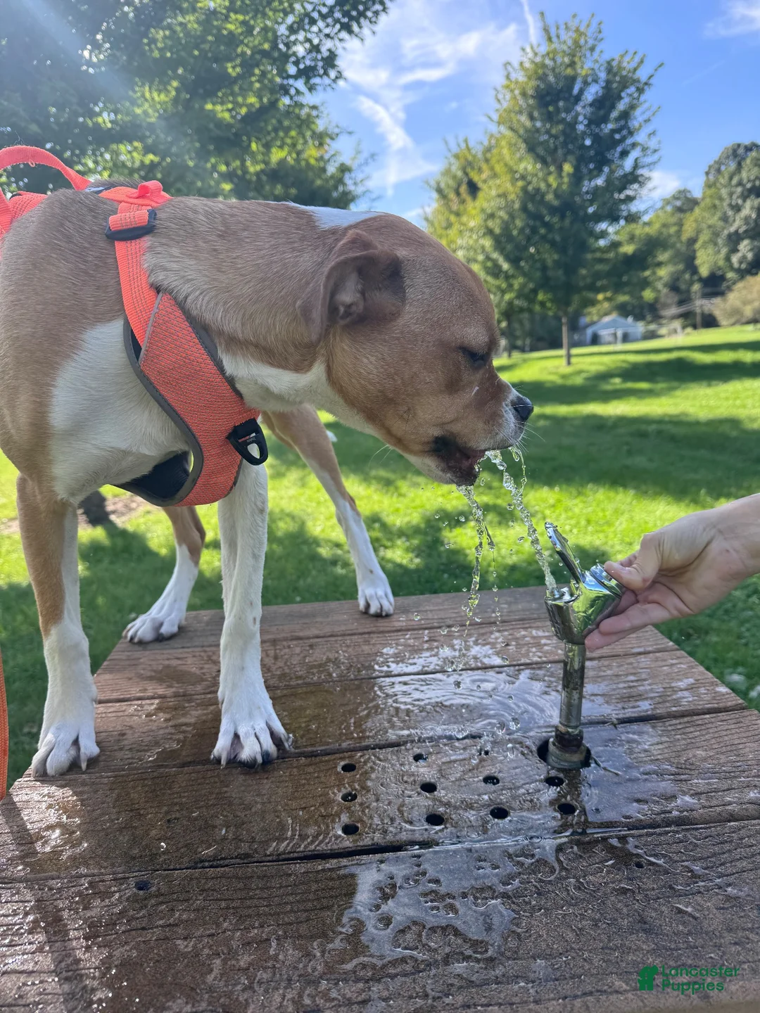 Boxer dogs for sale: Pancake - Ad 1