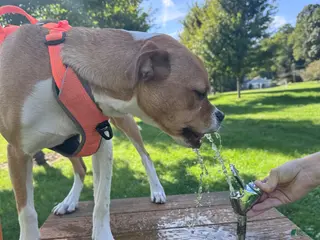 Boxer dogs Pancake - Ad 1