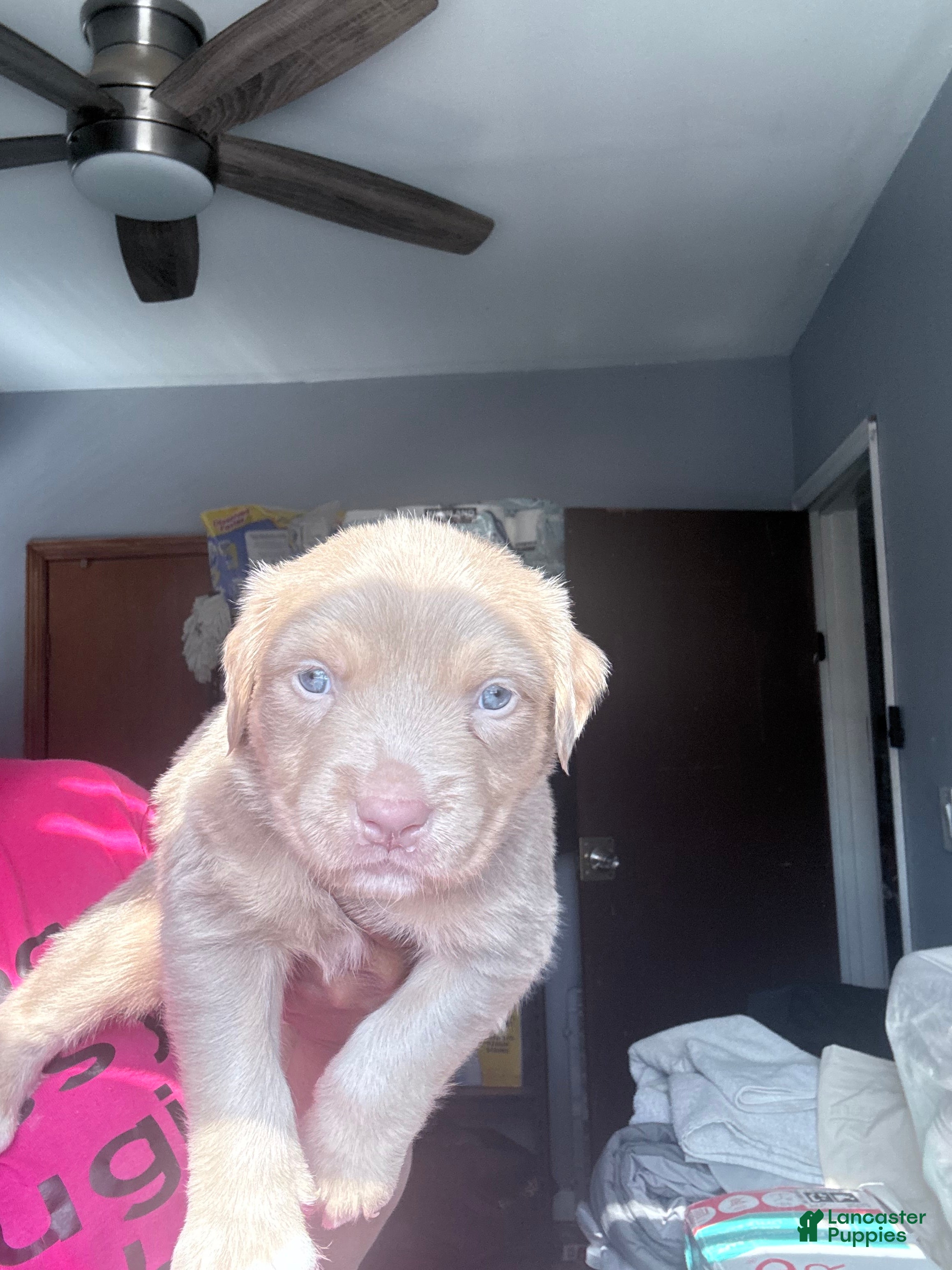American Bully dogs for sale: American Bully Puppy 6 - Ad 1