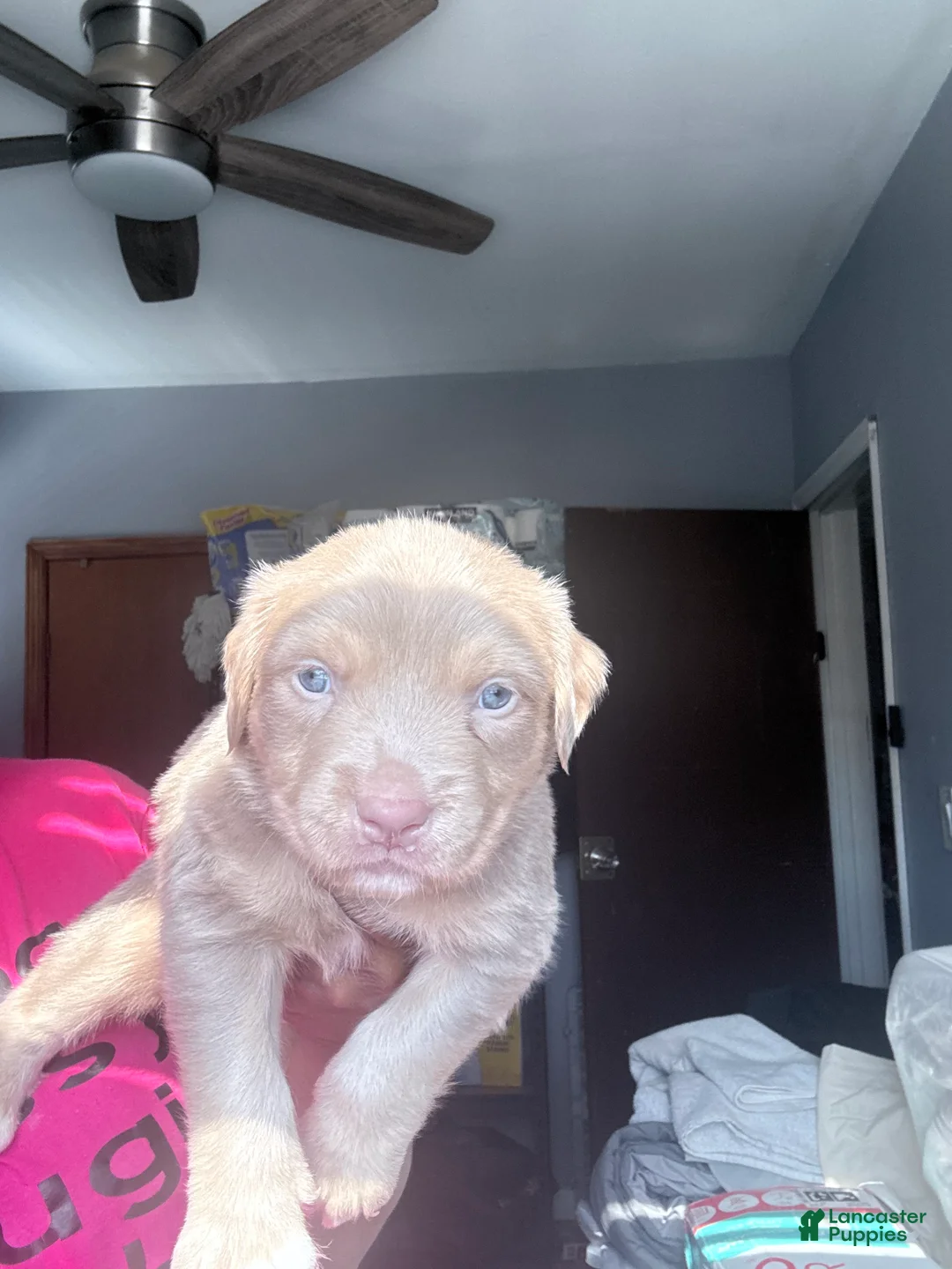 American Bully dogs for sale: American Bully Puppy 6 - Ad 1