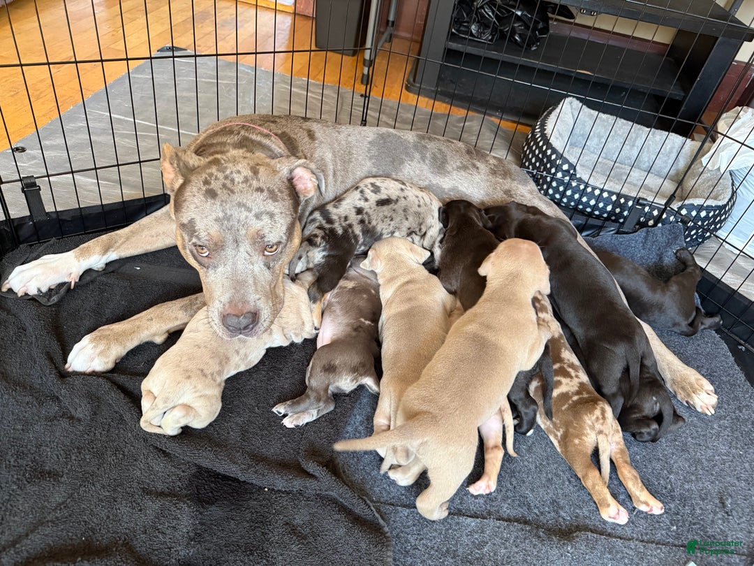 American Bully dogs for sale: King - Ad 18