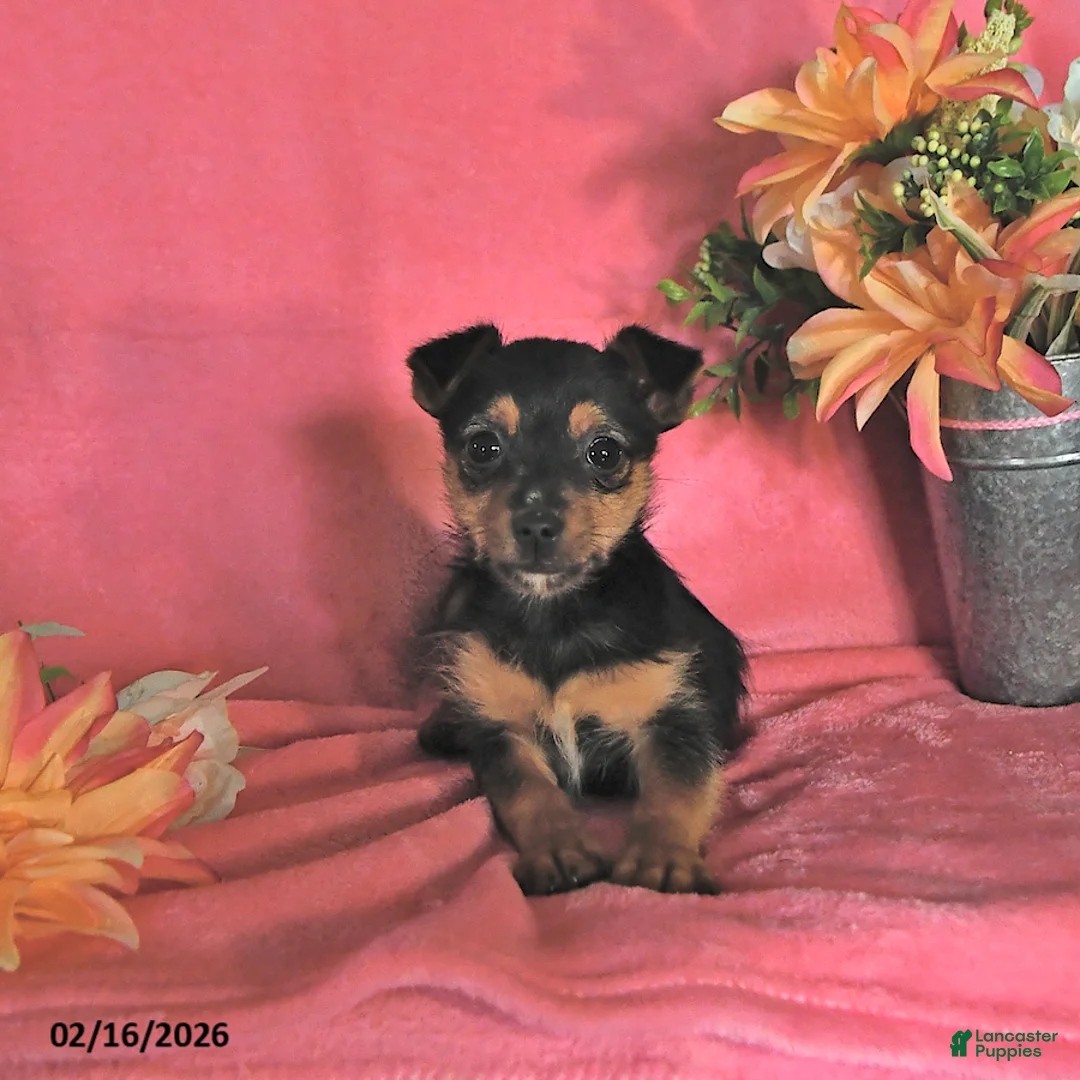 Chorkie dogs for sale: Peanut  - Ad 3